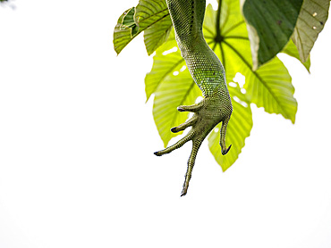 An adult green Iguana, Iguana iguana, foot detail basking in a tree within the Pacaya Samiria Preserve, Peru.