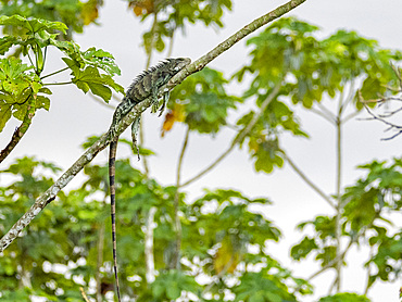 An adult green Iguana, Iguana iguana, basking in a tree within the Pacaya Samiria Preserve, Peru.