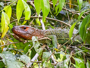 An adult northern caiman lizard, Dracaena guianensis, basking in a tree within the Pacaya Samiria Preserve, Peru.