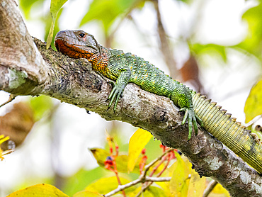 An adult northern caiman lizard, Dracaena guianensis, basking in a tree within the Pacaya Samiria Preserve, Peru.