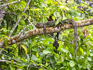 An adult northern caiman lizard, Dracaena guianensis, basking in a tree within the Pacaya Samiria Preserve, Peru.