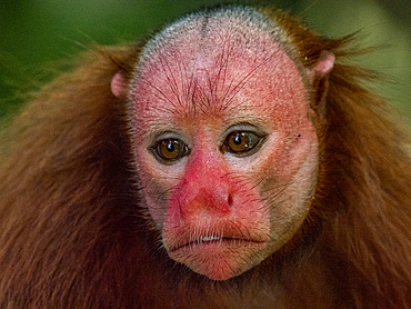 An adult captive bald uakari, Cacajao calvus, close up within the Amazon Rescue Center, Iquitos, Peru.