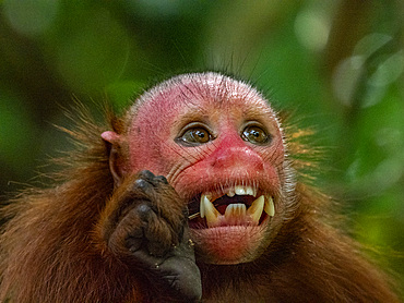 An adult captive bald uakari, Cacajao calvus, close up within the Amazon Rescue Center, Iquitos, Peru.