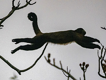 An adult brown capuchin monkey, Sapajus apella, leaping in a tree within the Pacaya Samiria Preserve, Peru.