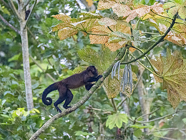 An adult brown capuchin monkey, Sapajus apella, climbing in a tree within the Pacaya Samiria Preserve, Peru.