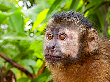 An adult captive brown capuchin monkey, Sapajus apella, climbing in a tree within the Pacaya Samiria Preserve, Peru.