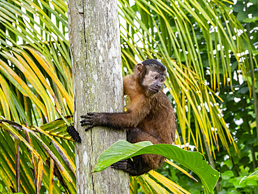 An adult captive brown capuchin monkey, Sapajus apella, climbing in a tree within the Pacaya Samiria Preserve, Peru.