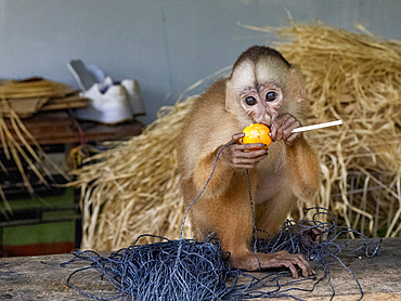 An adult Marañon white-fronted capuchin, Cebus yuracus, kept as a pet within the Pacaya Samiria Preserve, Peru.