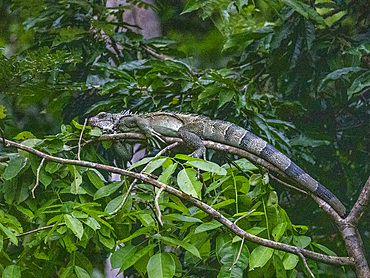 An adult green Iguana, Iguana iguana, basking in a tree within the Pacaya Samiria Preserve, Peru.