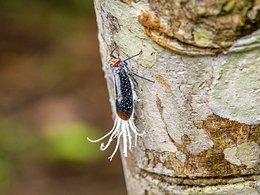 An adult red-eyed planthopper, Lystra lanata, on a tree within the Pacaya Samiria Preserve, Peru.