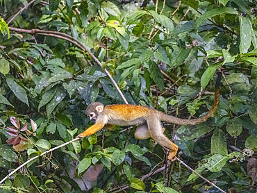 An adult common squirrel monkey, Saimiri sciureus, climbing in a tree within the Pacaya Samiria Preserve, Peru.