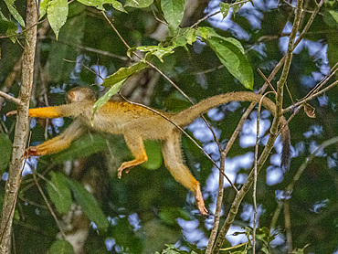 An adult common squirrel monkey, Saimiri sciureus, leaping in a tree within the Pacaya Samiria Preserve, Peru.