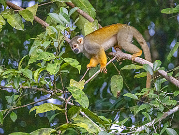An adult common squirrel monkey, Saimiri sciureus, climbing in a tree within the Pacaya Samiria Preserve, Peru.