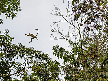 An adult common squirrel monkey, Saimiri sciureus, leaping from tree to tree within the Pacaya Samiria Preserve, Peru.