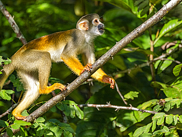 An adult common squirrel monkey, Saimiri sciureus, climbing in a tree within the Pacaya Samiria Preserve, Peru.