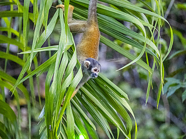 An adult common squirrel monkey, Saimiri sciureus, climbing in a tree within the Pacaya Samiria Preserve, Peru.
