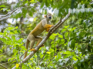 An adult common squirrel monkey, Saimiri sciureus, climbing in a tree within the Pacaya Samiria Preserve, Peru.