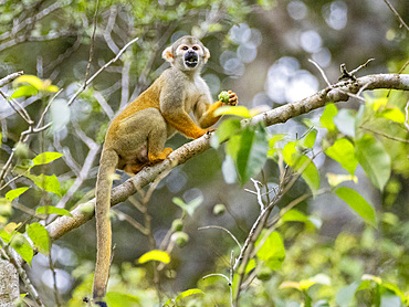 An adult common squirrel monkey, Saimiri sciureus, climbing in a tree within the Pacaya Samiria Preserve, Peru.