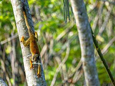 An adult common squirrel monkey, Saimiri sciureus, climbing in a tree within the Pacaya Samiria Preserve, Peru.