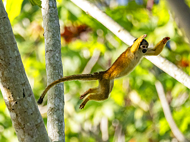 An adult common squirrel monkey, Saimiri sciureus, leaping in a tree within the Pacaya Samiria Preserve, Peru.