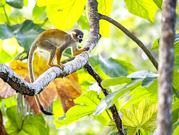 An adult common squirrel monkey, Saimiri sciureus, climbing in a tree within the Pacaya Samiria Preserve, Peru.