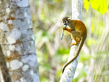 An adult common squirrel monkey, Saimiri sciureus, climbing in a tree within the Pacaya Samiria Preserve, Peru.