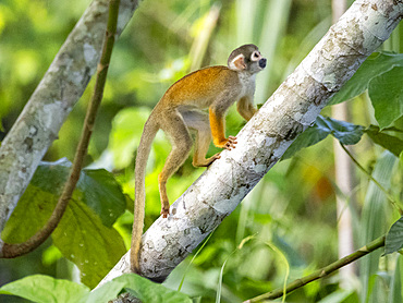 An adult common squirrel monkey, Saimiri sciureus, climbing in a tree within the Pacaya Samiria Preserve, Peru.