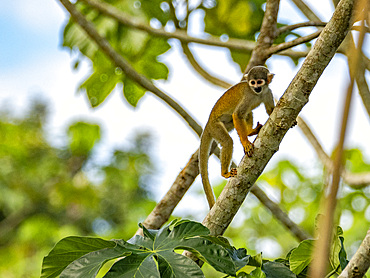 An adult common squirrel monkey, Saimiri sciureus, climbing in a tree within the Pacaya Samiria Preserve, Peru.