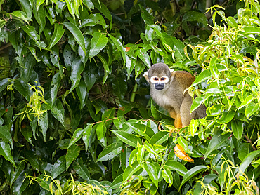An adult common squirrel monkey, Saimiri sciureus, climbing in a tree within the Pacaya Samiria Preserve, Peru.