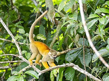 An adult common squirrel monkey, Saimiri sciureus, climbing in a tree within the Pacaya Samiria Preserve, Peru.