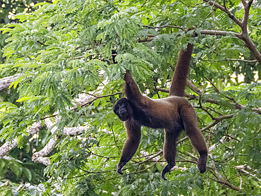 An adult common woolly monkey, Lagothrix lagothricha, climbing in a tree within the Pacaya Samiria Preserve, Peru.