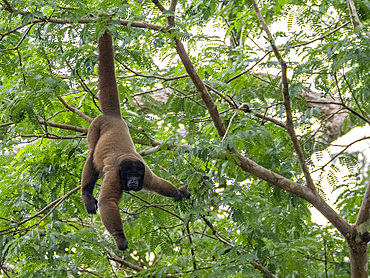 An adult common woolly monkey, Lagothrix lagothricha, climbing in a tree within the Pacaya Samiria Preserve, Peru.