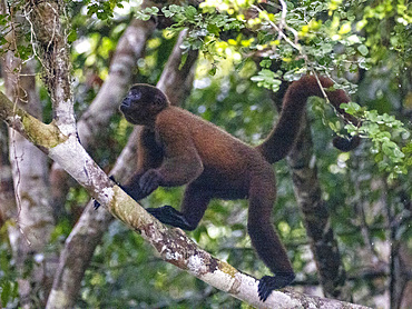 An adult common woolly monkey, Lagothrix lagothricha, climbing in a tree within the Pacaya Samiria Preserve, Peru.
