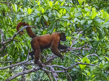 An adult common woolly monkey, Lagothrix lagothricha, climbing in a tree within the Pacaya Samiria Preserve, Peru.