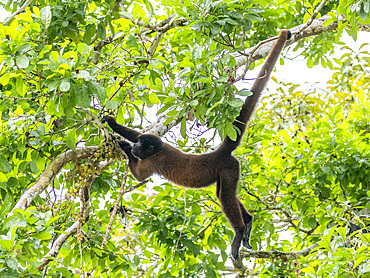 An adult common woolly monkey, Lagothrix lagothricha, climbing in a tree within the Pacaya Samiria Preserve, Peru.