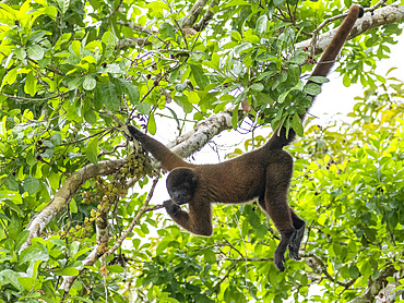 An adult common woolly monkey, Lagothrix lagothricha, climbing in a tree within the Pacaya Samiria Preserve, Peru.
