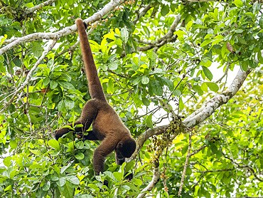 An adult common woolly monkey, Lagothrix lagothricha, climbing in a tree within the Pacaya Samiria Preserve, Peru.