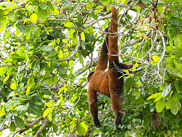 An adult common woolly monkey, Lagothrix lagothricha, climbing in a tree within the Pacaya Samiria Preserve, Peru.