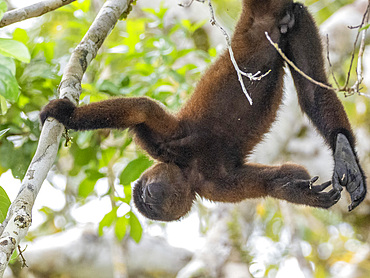 An adult common woolly monkey, Lagothrix lagothricha, climbing in a tree within the Pacaya Samiria Preserve, Peru.