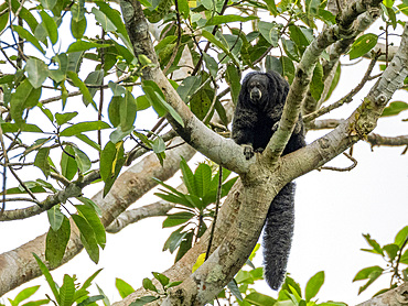 An adult Isabel's monk saki monkey, Pithecia isabela, sitting in a tree within the Pacaya Samiria Preserve, Peru.