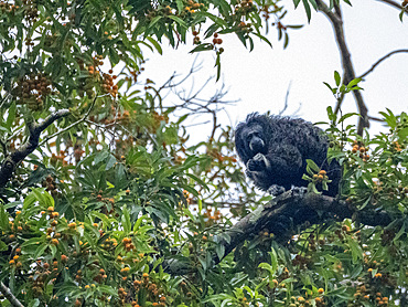 An adult Isabel's monk saki monkey, Pithecia isabela, feeding in a tree within the Pacaya Samiria Preserve, Peru.