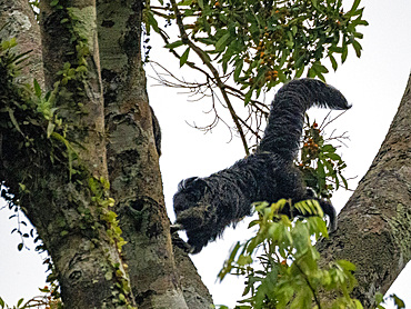 An adult Isabel's monk saki monkey, Pithecia isabela, leaping in a tree within the Pacaya Samiria Preserve, Peru.
