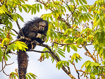 An adult Isabel's monk saki monkey, Pithecia isabela, feeding in a tree within the Pacaya Samiria Preserve, Peru.