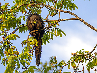 An adult Isabel's monk saki monkey, Pithecia isabela, feeding in a tree within the Pacaya Samiria Preserve, Peru.