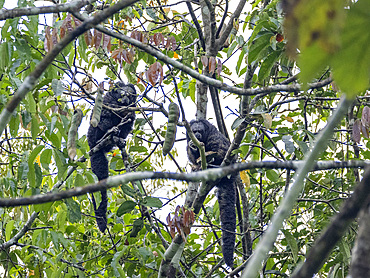 A pair of adult Isabel's monk saki monkeys, Pithecia isabela, feeding in a tree within the Pacaya Samiria Preserve, Peru.