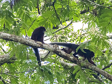 A pair of adult red titi monkeys, Plecturocebus cupreus, climbing in a tree within the Pacaya Samiria Preserve, Peru.