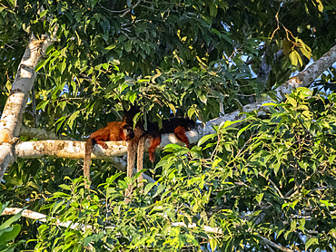 Adult red titi monkeys, Plecturocebus cupreus, sleeping in a tree within the Pacaya Samiria Preserve, Peru.