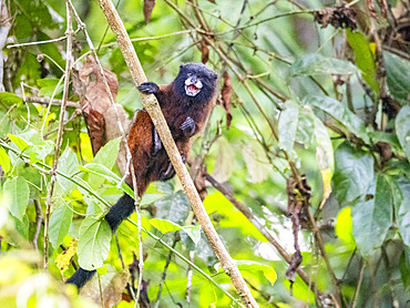 Adult saddleback tamarin, Saguinus fuscicollis, climbing in a tree within the Pacaya Samiria Preserve, Peru.
