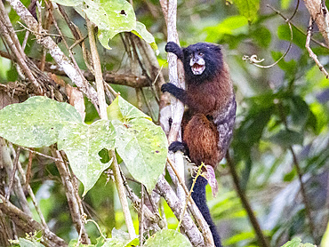 Adult saddleback tamarin, Saguinus fuscicollis, climbing in a tree within the Pacaya Samiria Preserve, Peru.