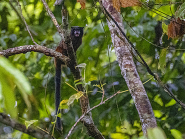 Adult saddleback tamarin, Saguinus fuscicollis, climbing in a tree within the Pacaya Samiria Preserve, Peru.